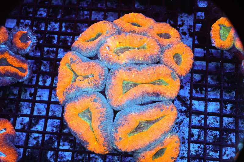Large Orange Lobophylla Colony WYSIWYG - SAQ Coral Farm