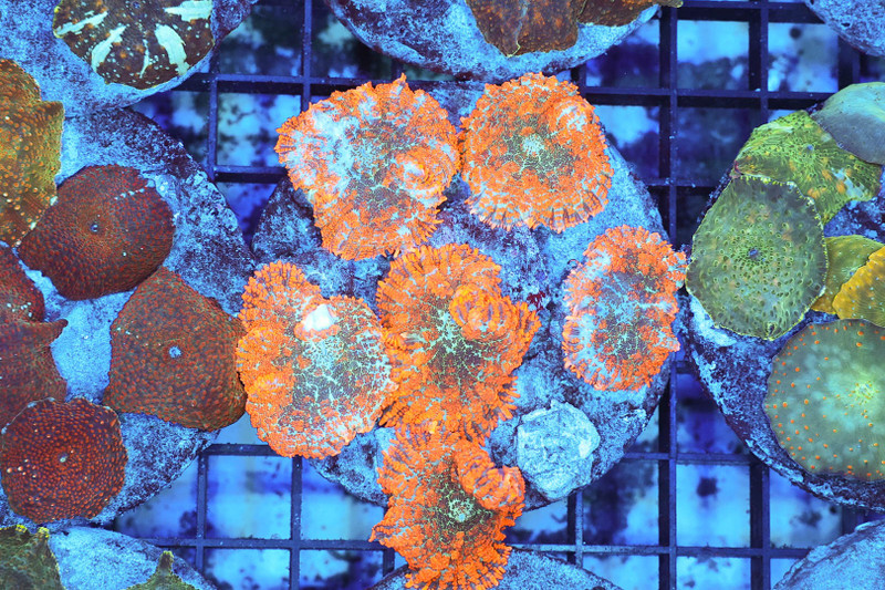 Orange Rhodactis Mushroom Rock WYSIWYG - SAQ Coral Farm