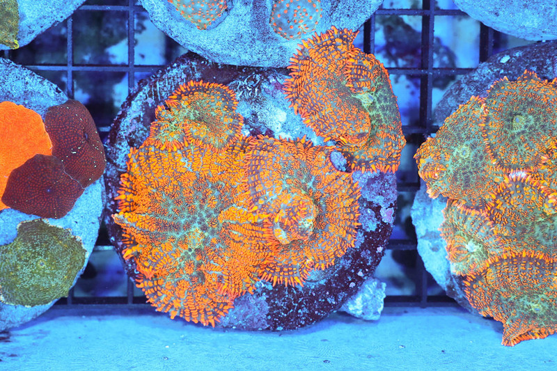 Orange Rhodactis Mushroom Rock WYSIWYG - SAQ Coral Farm