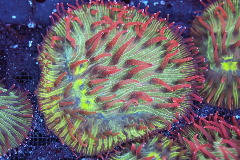 Ultra Fungia Plate Coral WYSIWYG - SAQ Coral Farm