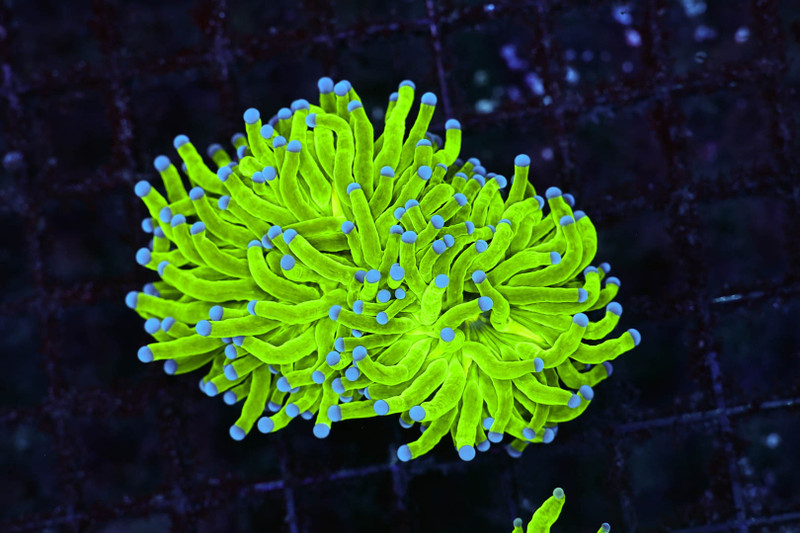 Holy Grail Torch WYSIWYG - SAQ Coral Farm