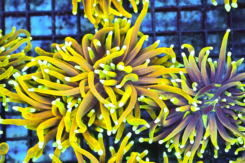 Gold Torch WYSIWYG - SAQ Coral Farm