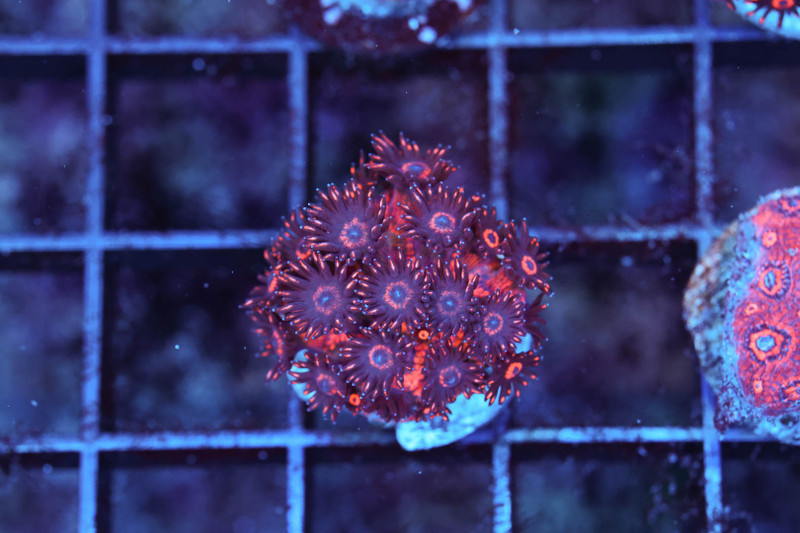 Darth Maul Goniopora WYSIWYG - SAQ Coral Farm