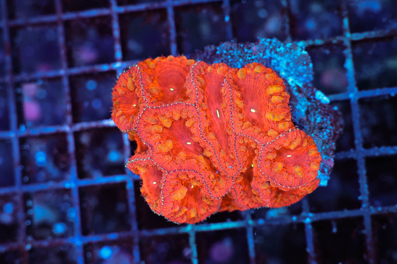 Orange Tip Blasto Colony WYSIWYG - SAQ Coral Farm