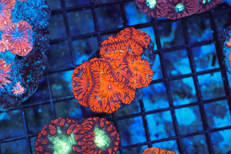 Red Blasto Cluster WYSIWYG - SAQ Coral Farm