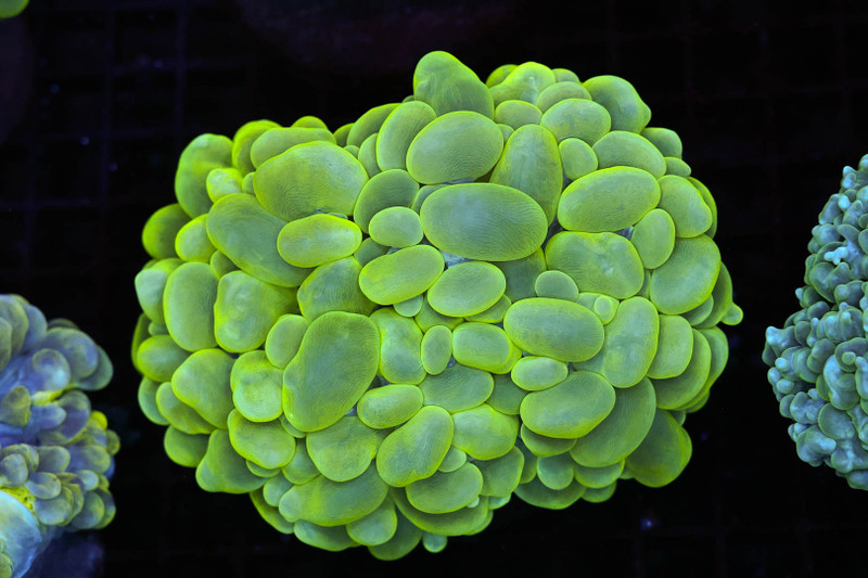 Neon Green Bubble Coral WYSIWYG - SAQ Coral Farm