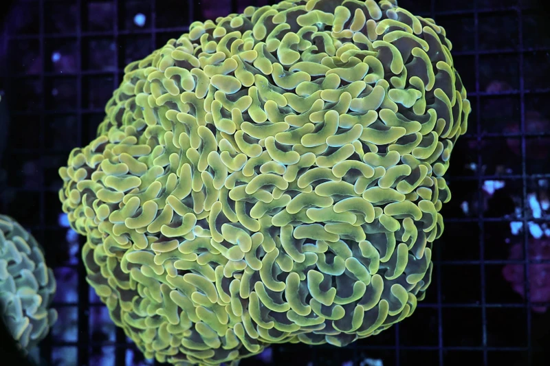 Large Gold Hammer Coral Colony WYSIWYG - SAQ Coral Farm