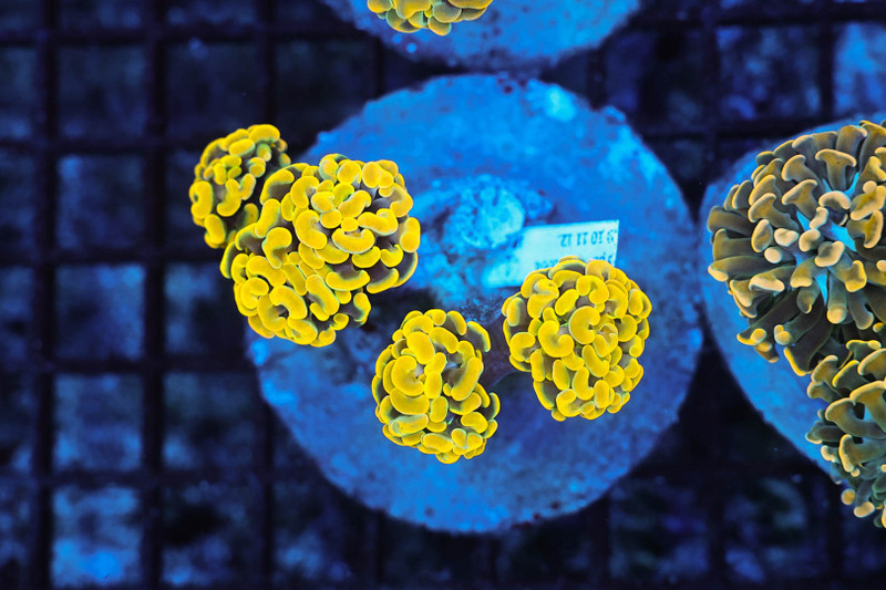 Gold Hammer Coral Colony WYSIWYG - SAQ Coral Farm