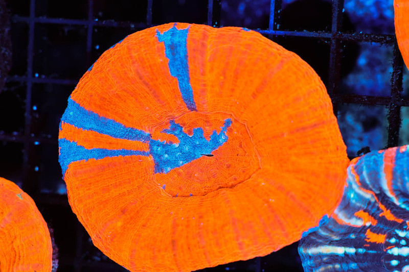 Bright War Paint Scolymia WYSIWYG - SAQ Coral Farm