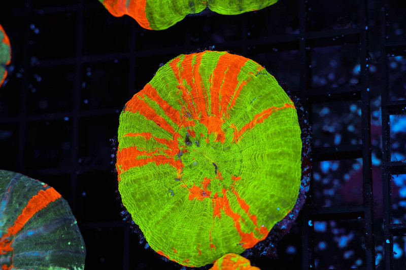 Bleeding Apple Scolymia WYSIWYG - SAQ Coral Farm