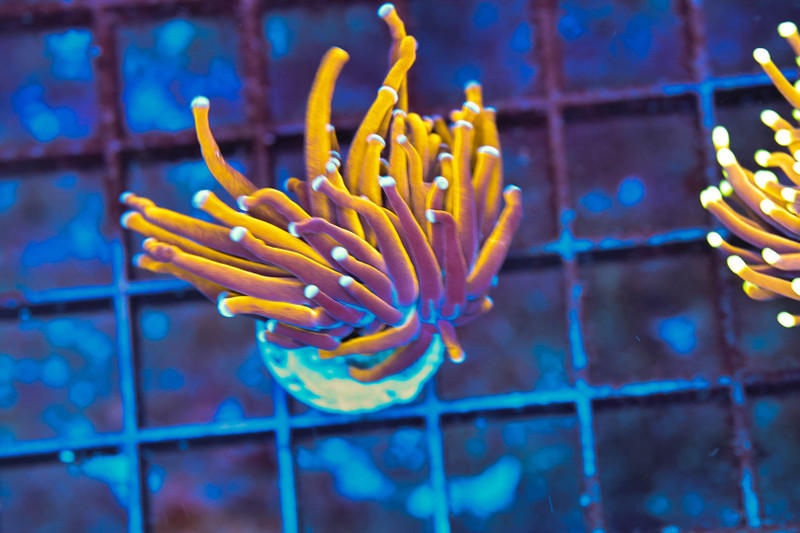 Gold Torch WYSIWYG - SAQ Coral Farm
