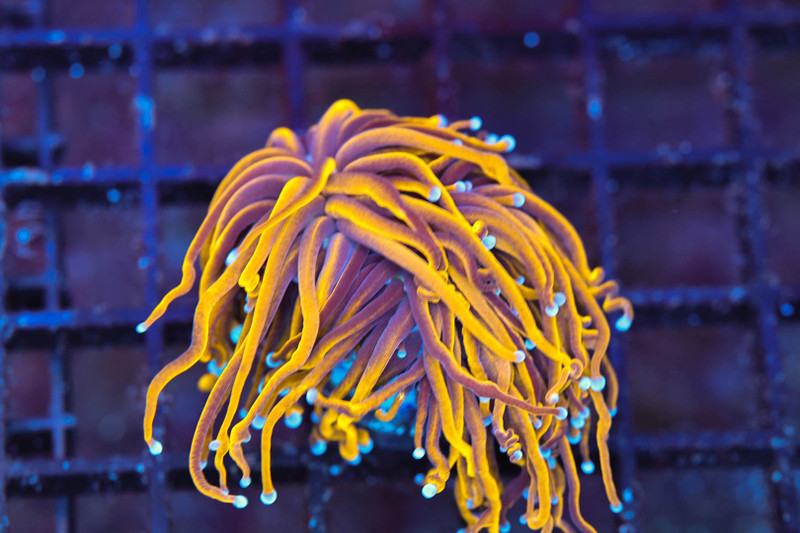 Gold Torch WYSIWYG - SAQ Coral Farm