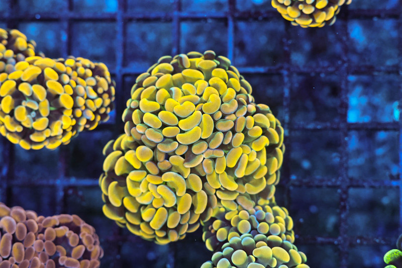 Gold Hammer Coral Cluster WYSIWYG - SAQ Coral Farm