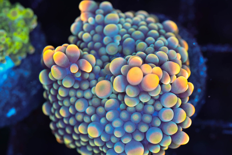 Bounce Yuma Mushroom WYSIWYG - SAQ Coral Farm