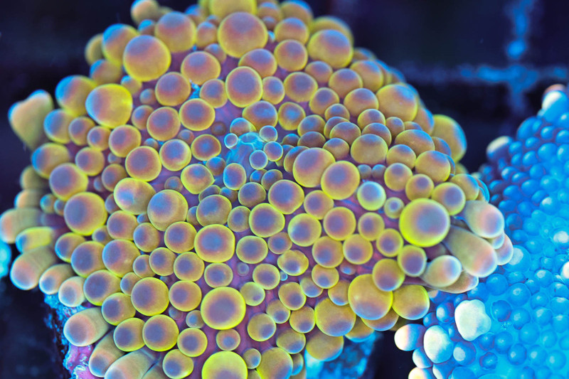 Bounce Yuma Mushroom WYSIWYG - SAQ Coral Farm