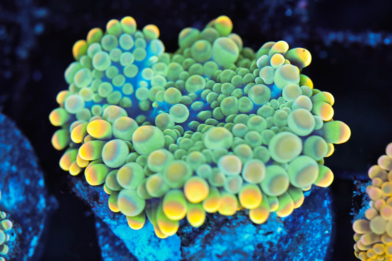 Bounce Yuma Mushroom WYSIWYG - SAQ Coral Farm
