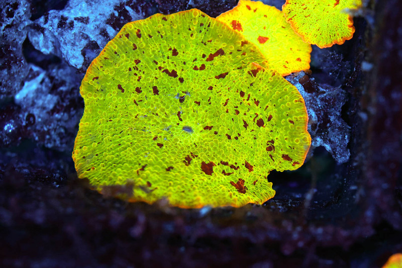 Jawbreaker Discosoma Mushroom WYSIWYG - SAQ Coral Farm