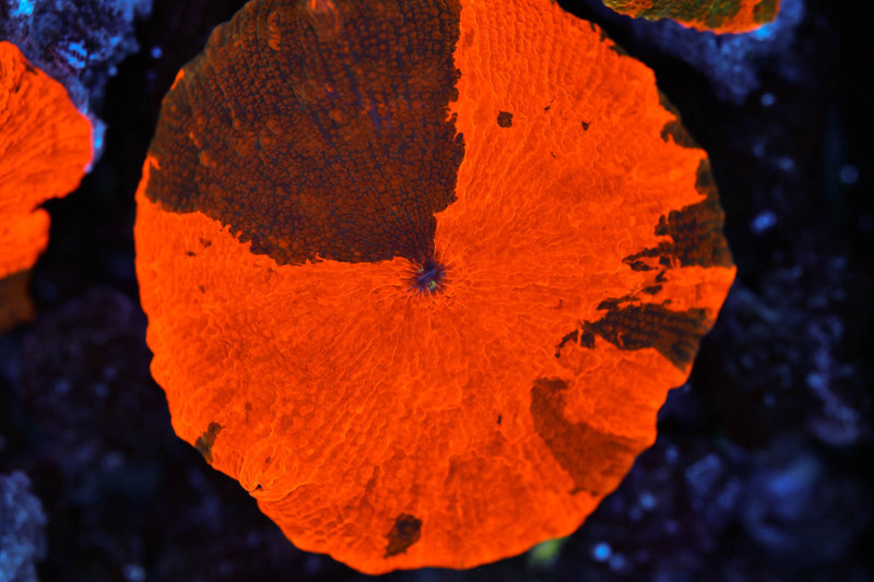 Darth Maul Jawbreaker Discosoma Mushroom WYSIWYG - SAQ Coral Farm