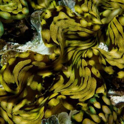 Aquacultured Squamosa Clam 2.0" - ORA