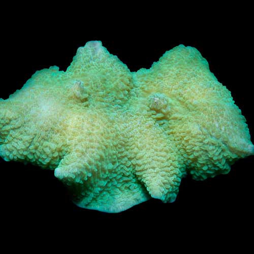 Aquacultured Marshall Island Elephant Ear Mushroom (Rhodactis mussoides) - ORA