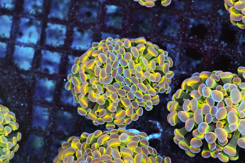 Tutti Frutti Hammer WYSIWYG - SAQ Coral Farm