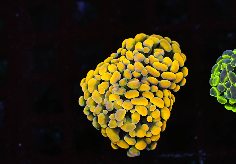 Gold Hammer WYSIWYG - SAQ Coral Farm
