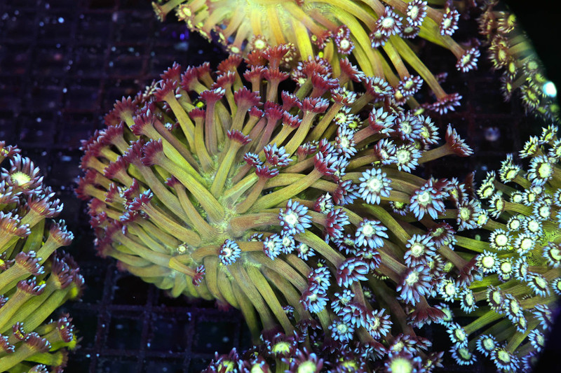 Green Goniopora Colony WYSIWYG - SAQ Coral Farm