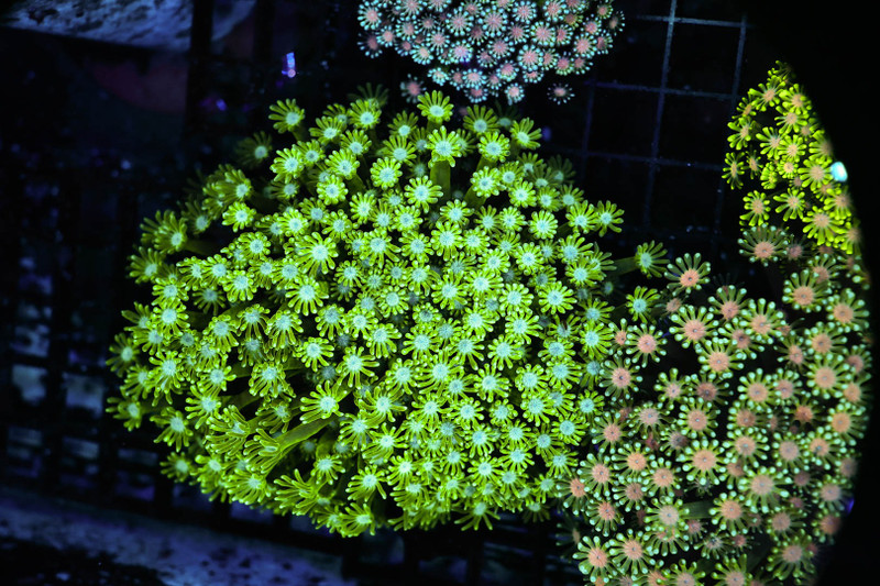 Neon Green Goniopora Colony WYSIWYG - SAQ Coral Farm