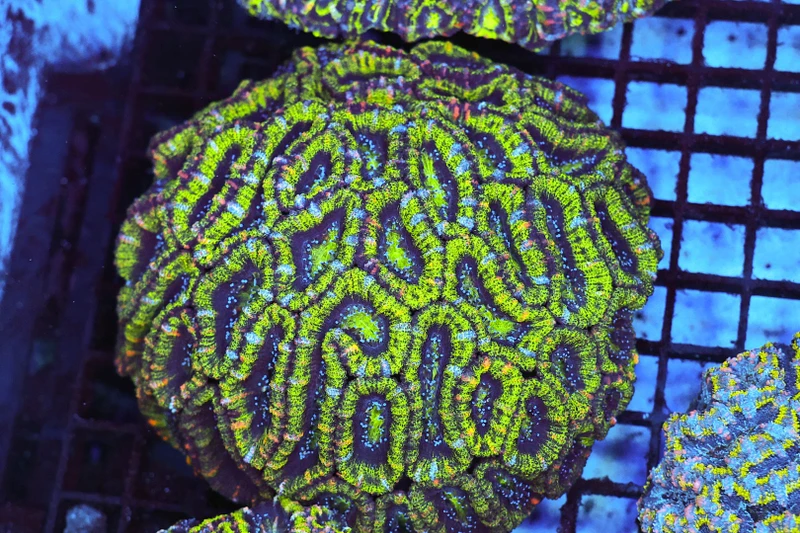 Green Acan Colony WYSIWYG - SAQ Coral Farm