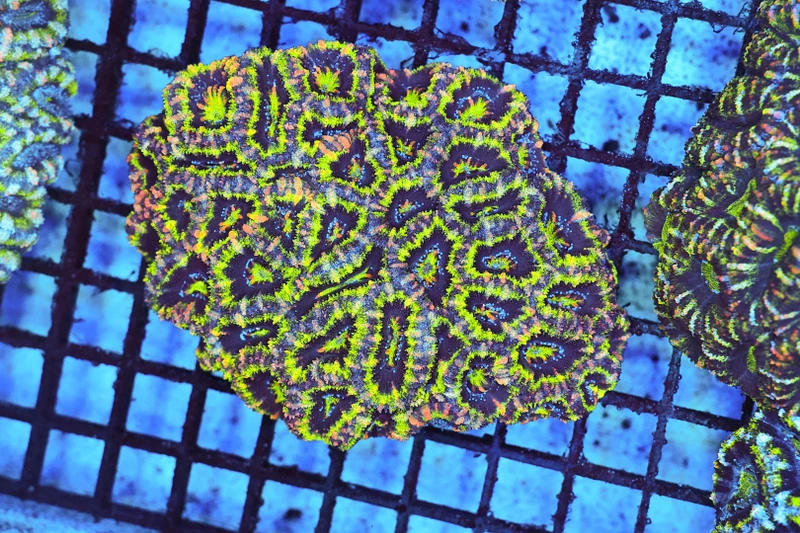 Green Acan Colony WYSIWYG - SAQ Coral Farm