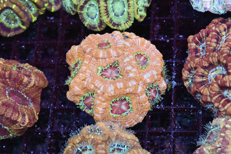 Peach Cobbler Asian Acan Colony WYSIWYG - SAQ Coral Farm