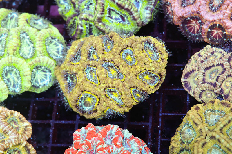 Lightning Asian Acan Colony WYSIWYG - SAQ Coral Farm