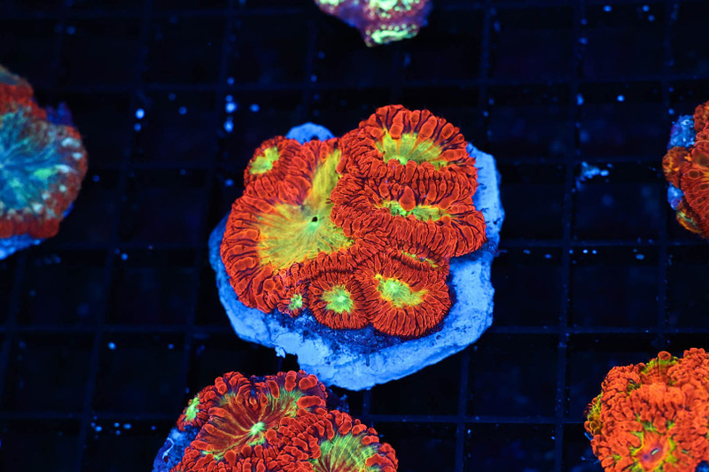 ULTRA Blastomussa WYSIWYG - SAQ Coral Farm