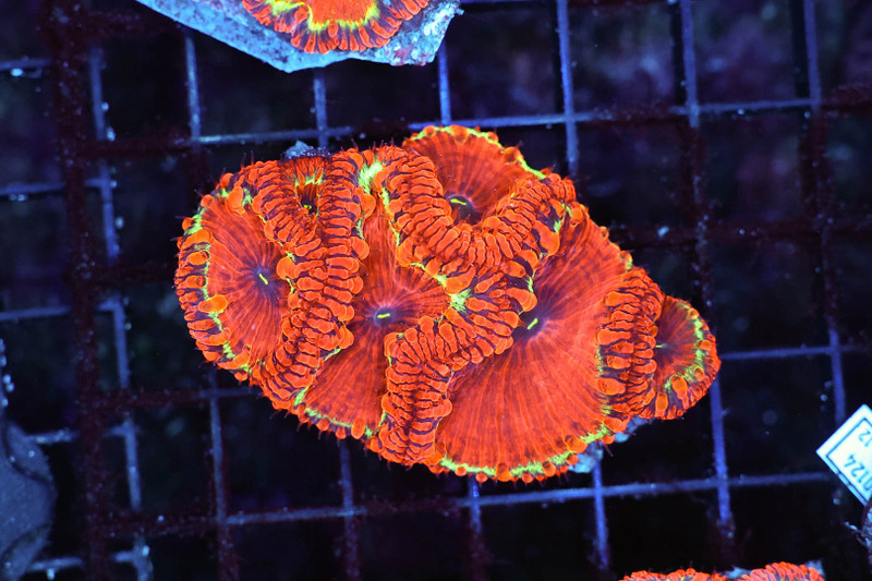Gold Rim Blastomussa Colony WYSIWYG - SAQ Coral Farm