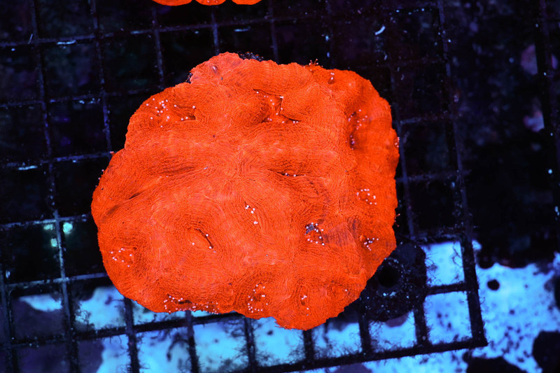 Red Bowerbanki Colony WYSIWYG - SAQ Coral Farm