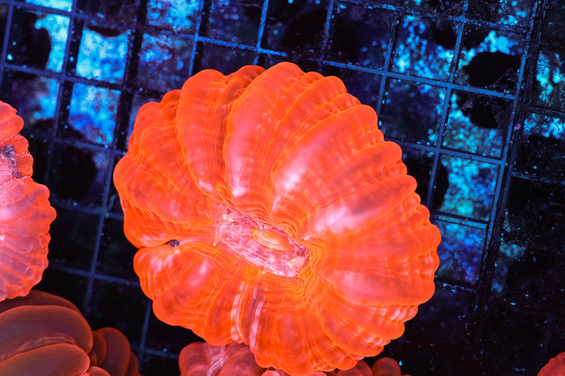 Orange Cynarina WYSIWYG - SAQ Coral Farm