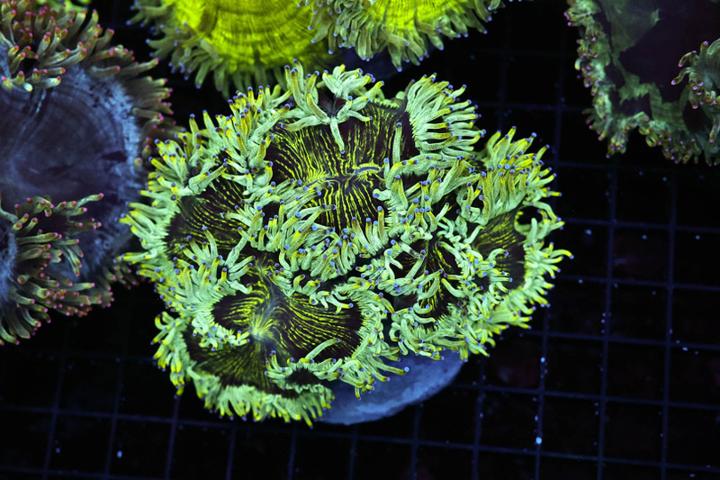 Green Elegance Coral Colony WYSIWYG - SAQ Coral Farm