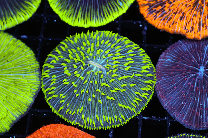 Green Tip Fungia Plate Coral WYSIWYG - SAQ Coral Farm