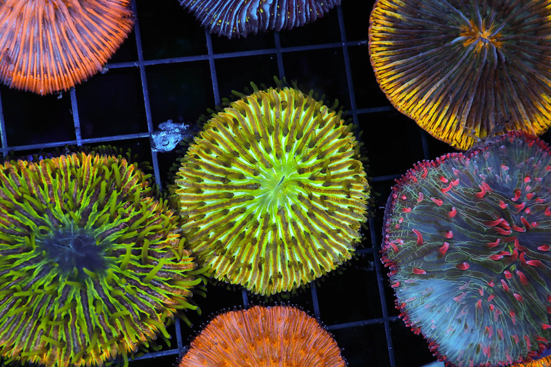 Green Tip Fungia Plate Coral WYSIWYG - SAQ Coral Farm