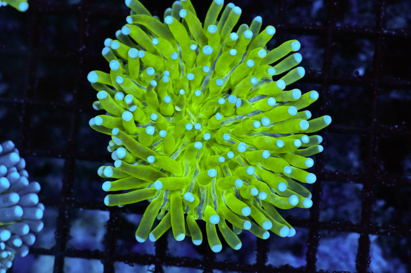 Long Tentacle Fungia Plate Coral WYSIWYG - SAQ Coral Farm