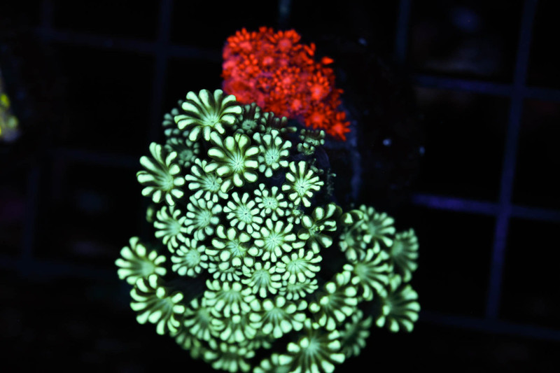 Bleeding Apple Goniopora Coral WYSIWYG - SAQ Coral Farm