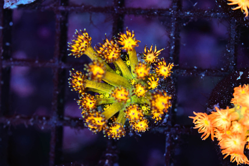 Lime Juice Goniopora Coral WYSIWYG - SAQ Coral Farm