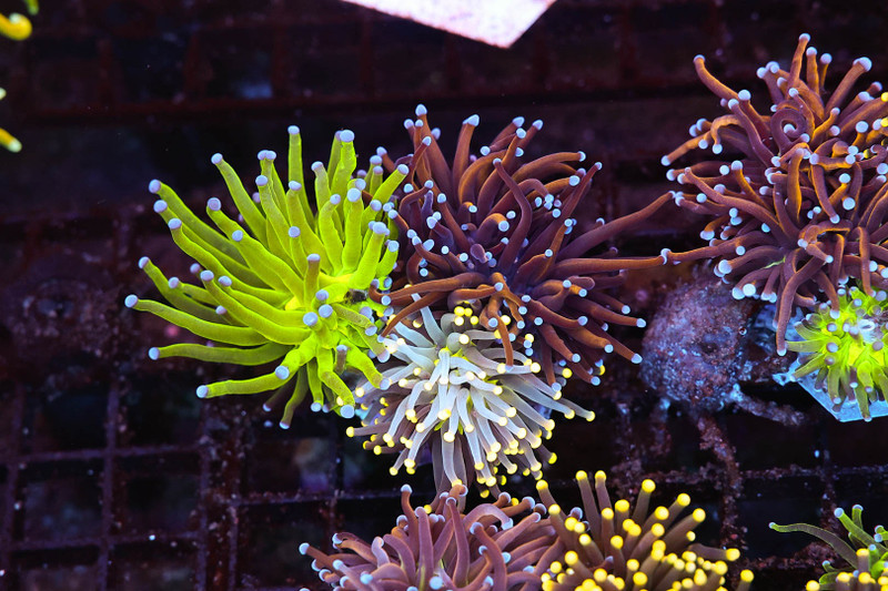 Torch Coral Garden WYSIWYG - SAQ Coral Farm