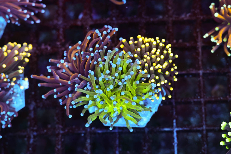 Torch Coral Garden WYSIWYG - SAQ Coral Farm