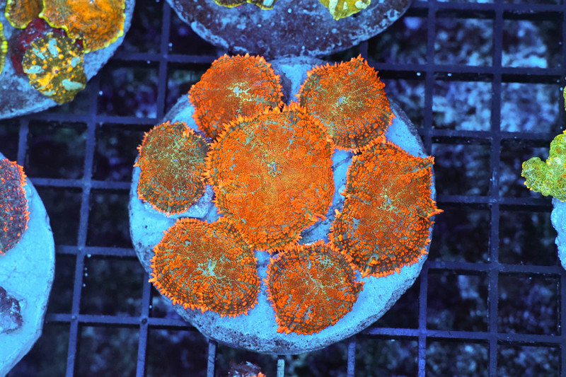 Rhodactis Mushroom Colony WYSIWYG - SAQ Coral Farm