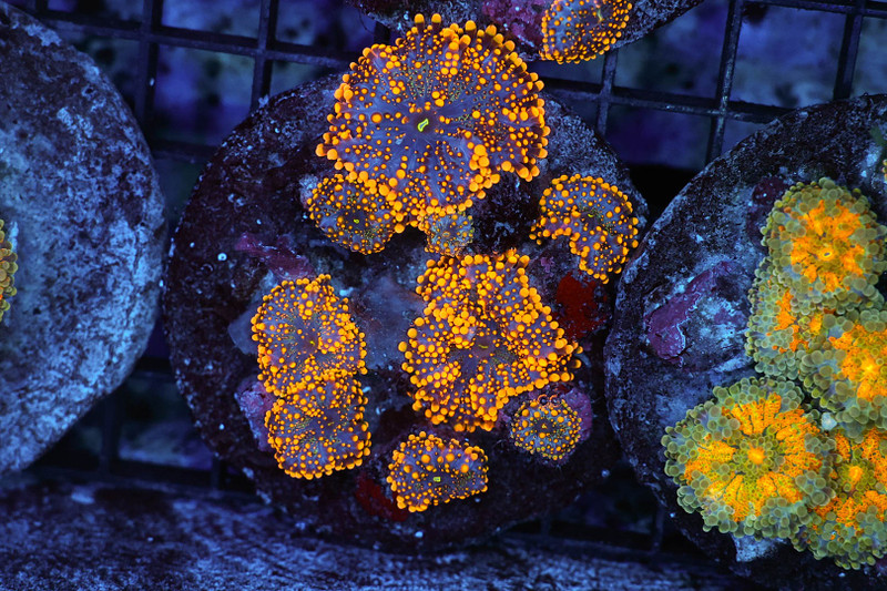 Orange Ricordea Mushroom Colony WYSIWYG - SAQ Coral Farm
