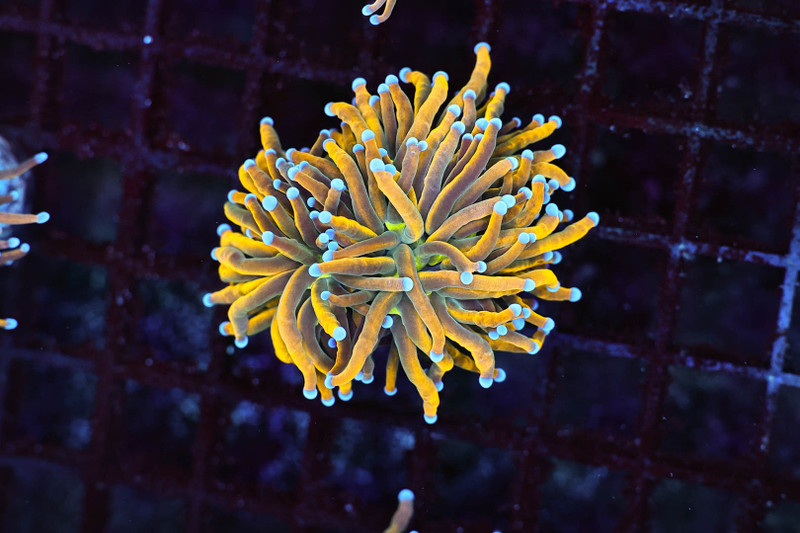 Nine Tails Torch Coral WYSIWYG - SAQ Coral Farm