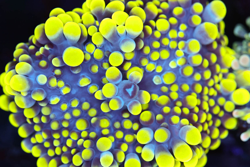 Bounce Yuma Mushroom WYSIWYG - SAQ Coral Farm