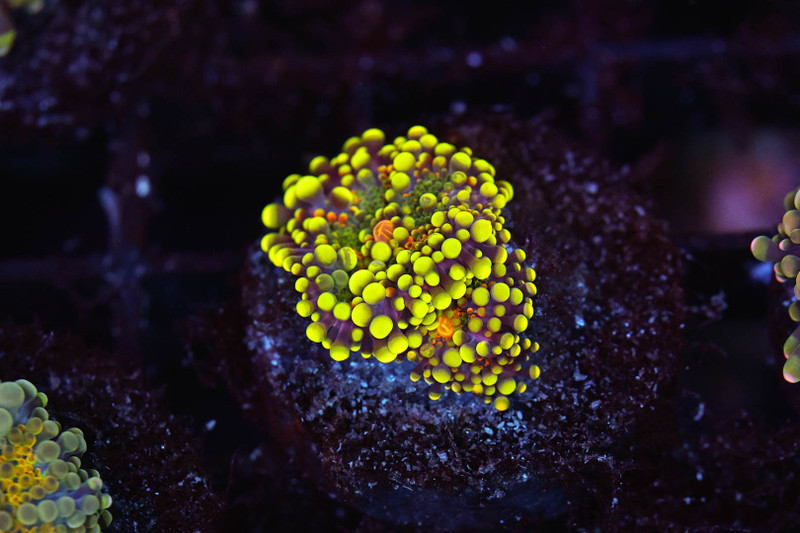 Bounce Yuma Mushroom WYSIWYG - SAQ Coral Farm