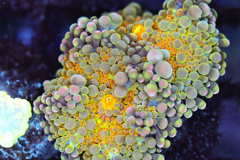 Bounce Yuma Mushroom WYSIWYG - SAQ Coral Farm